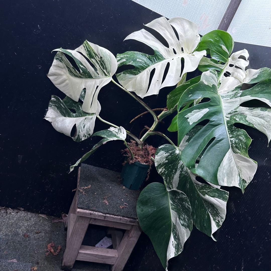 お*め様 斑入りモンステラ ホワイトタイガー極美大株71cm白斑多