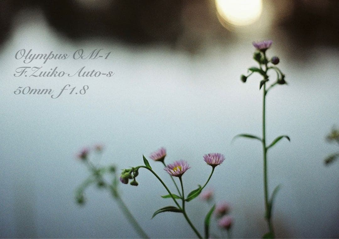 OM-1/zuiko 50mm f1.8★完動品・美品・初期保証！