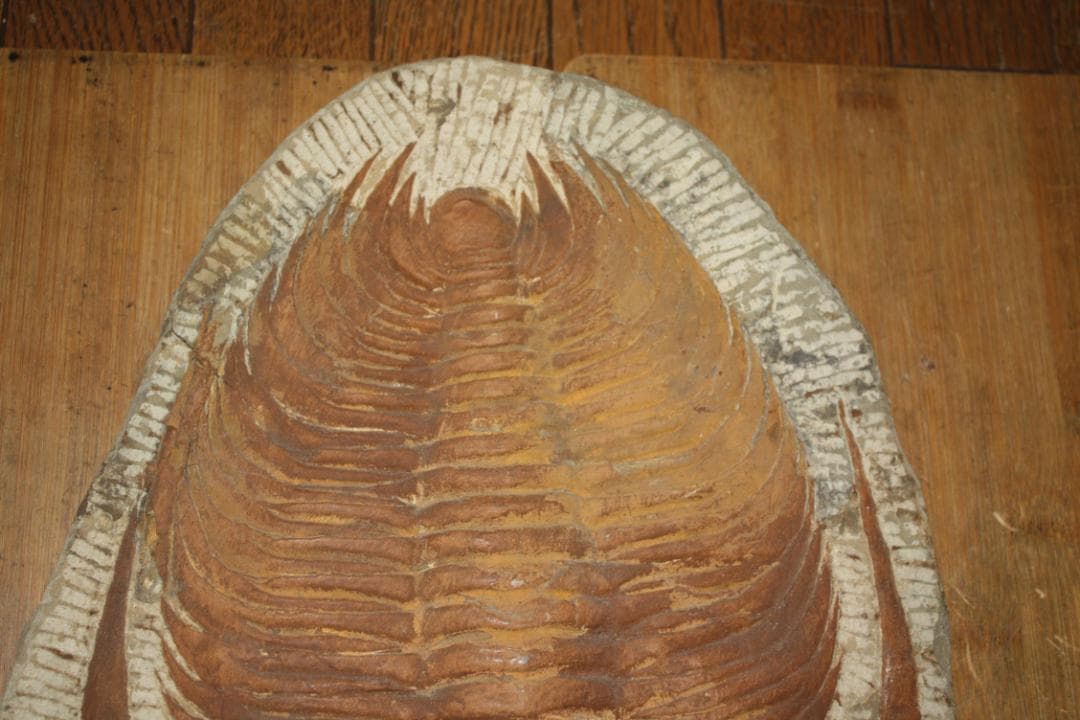 モロッコ産出　大型三葉虫　化石　アカドラドキシデス．ブリアレウス　現状