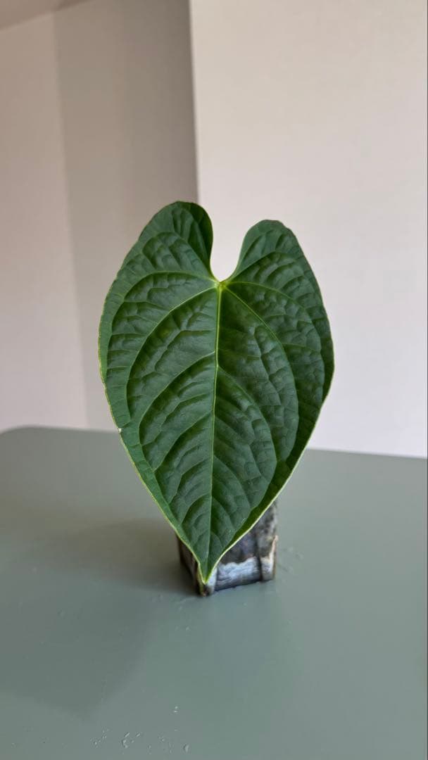 真っ赤な新葉展開中です Anthurium Regale x Luxurians