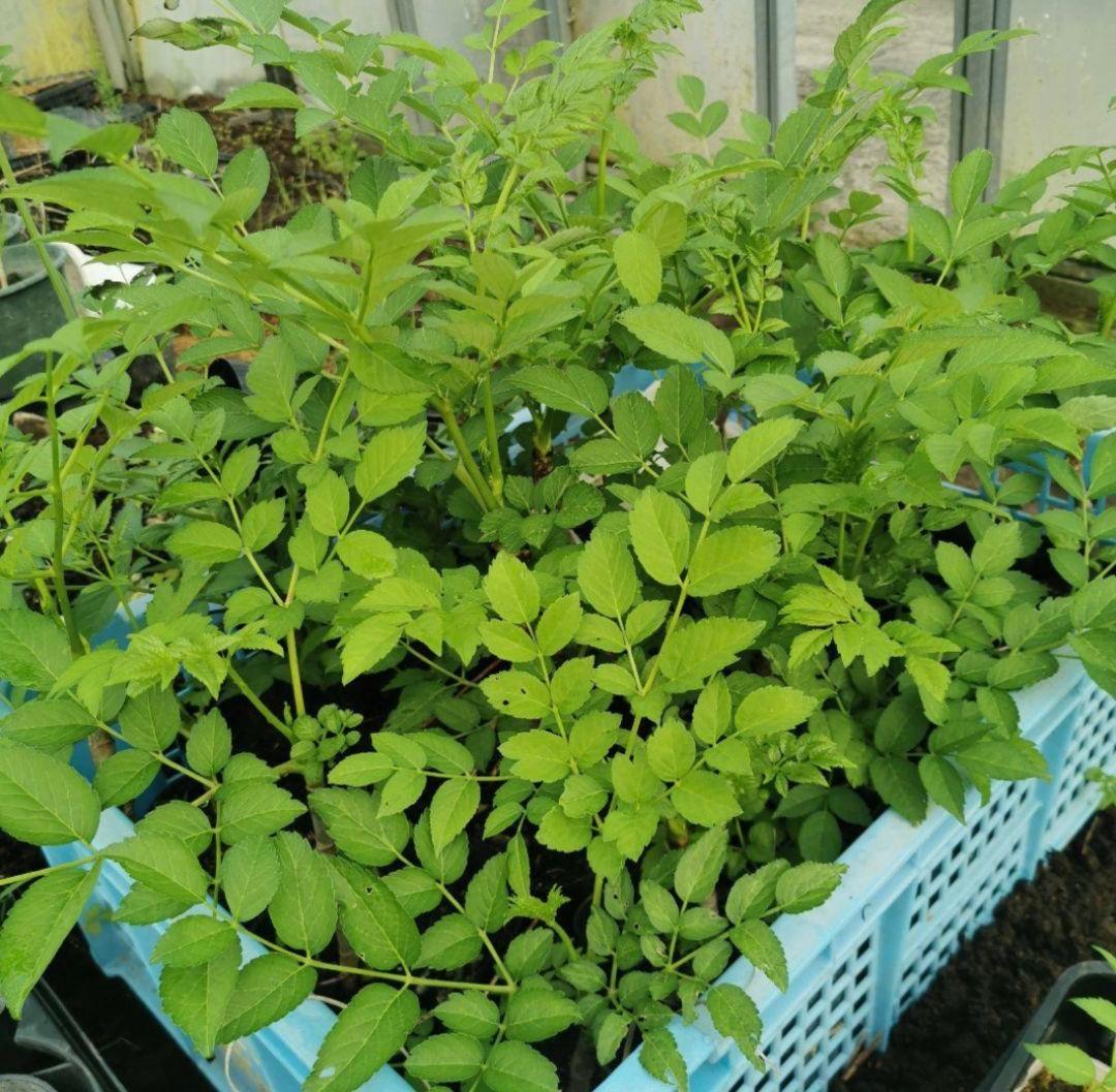 ※超特盛大量割引※最後まで読むとプレゼント　熊本県阿蘇産棘なしタラの根　400本