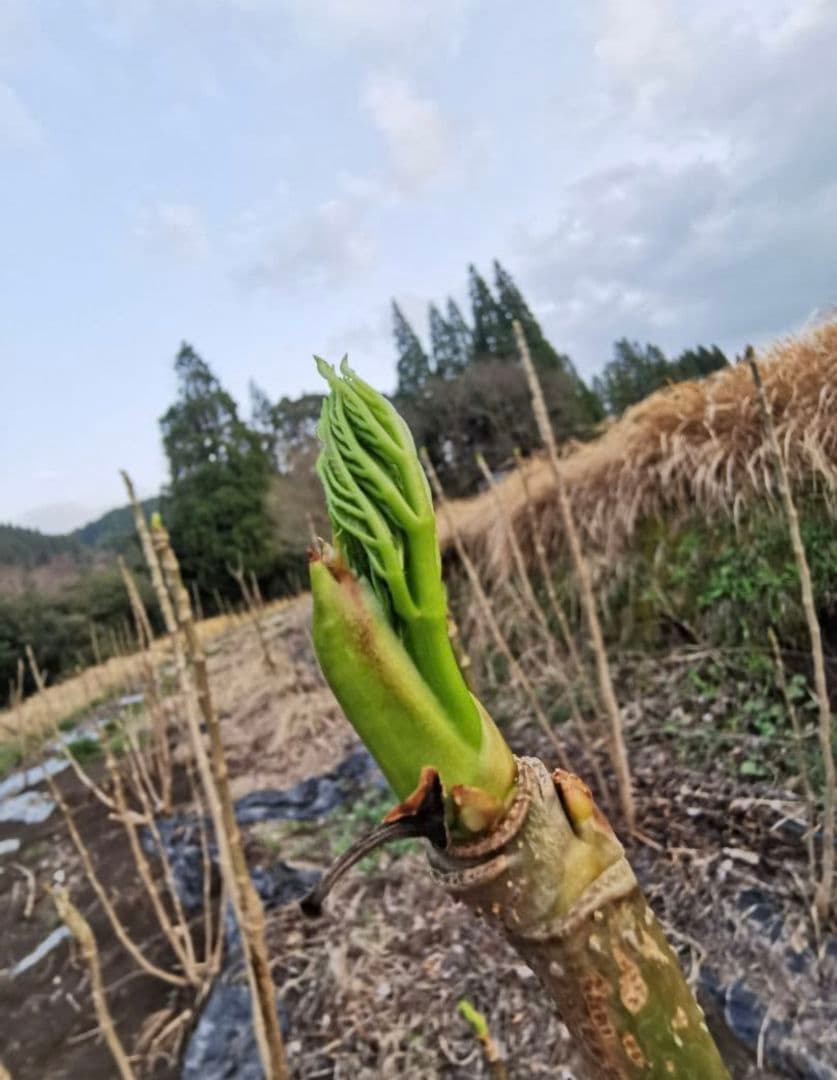 ※超特盛大量割引※最後まで読むとプレゼント　熊本県阿蘇産棘なしタラの根　400本