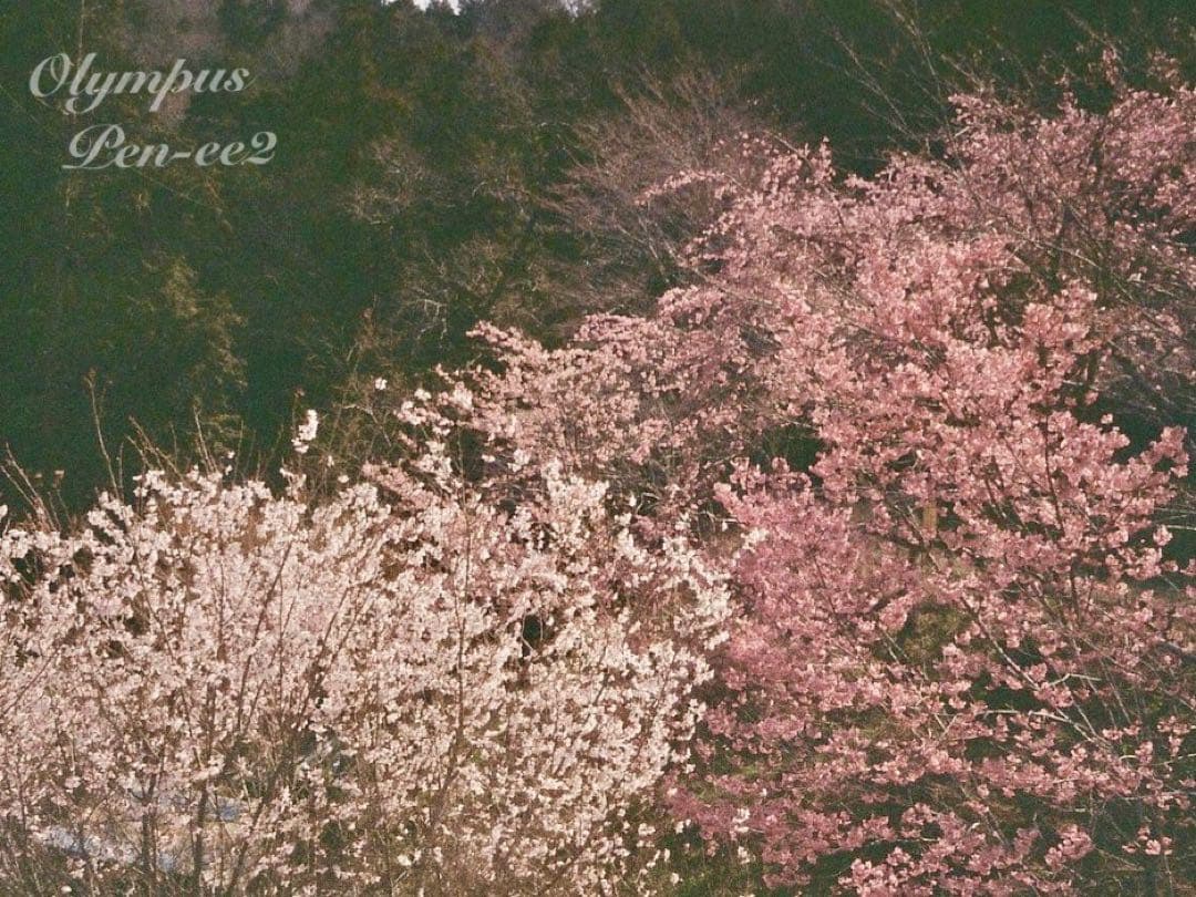 ★完動品＊美品★olympus pen ee2★フィルムカメラ入門に！★本革外装