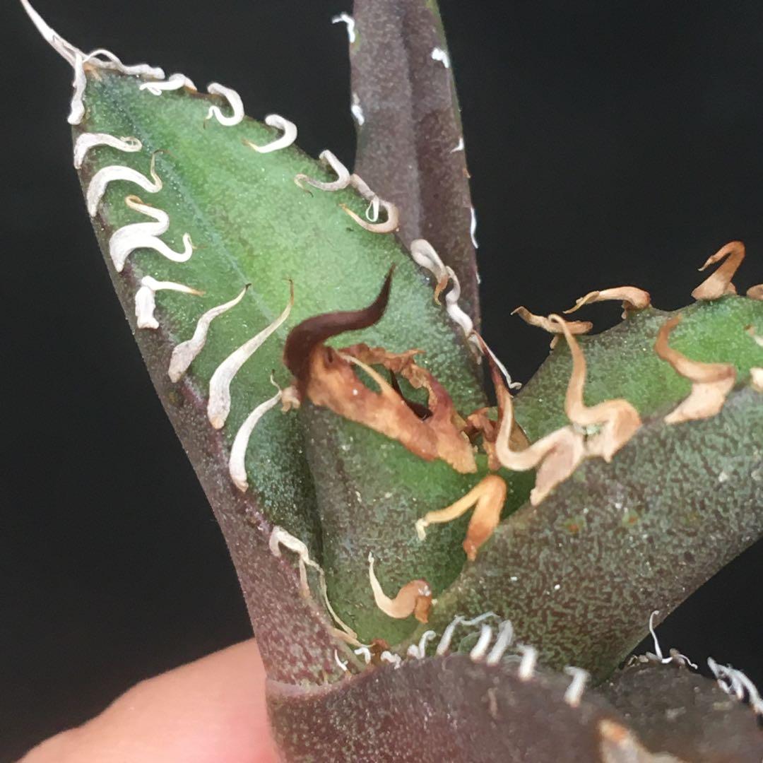 【高騰品種】22 シーザー×レッドキャットウィーズル hyb極上強棘陽炎 アガベ