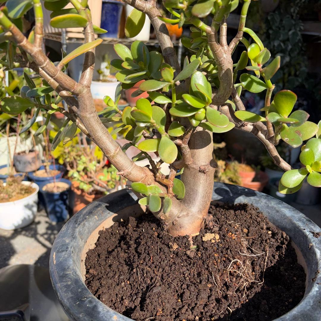 0011 金のなる木 5円玉2個挿入 幹の太様19cm 高さ 60cm