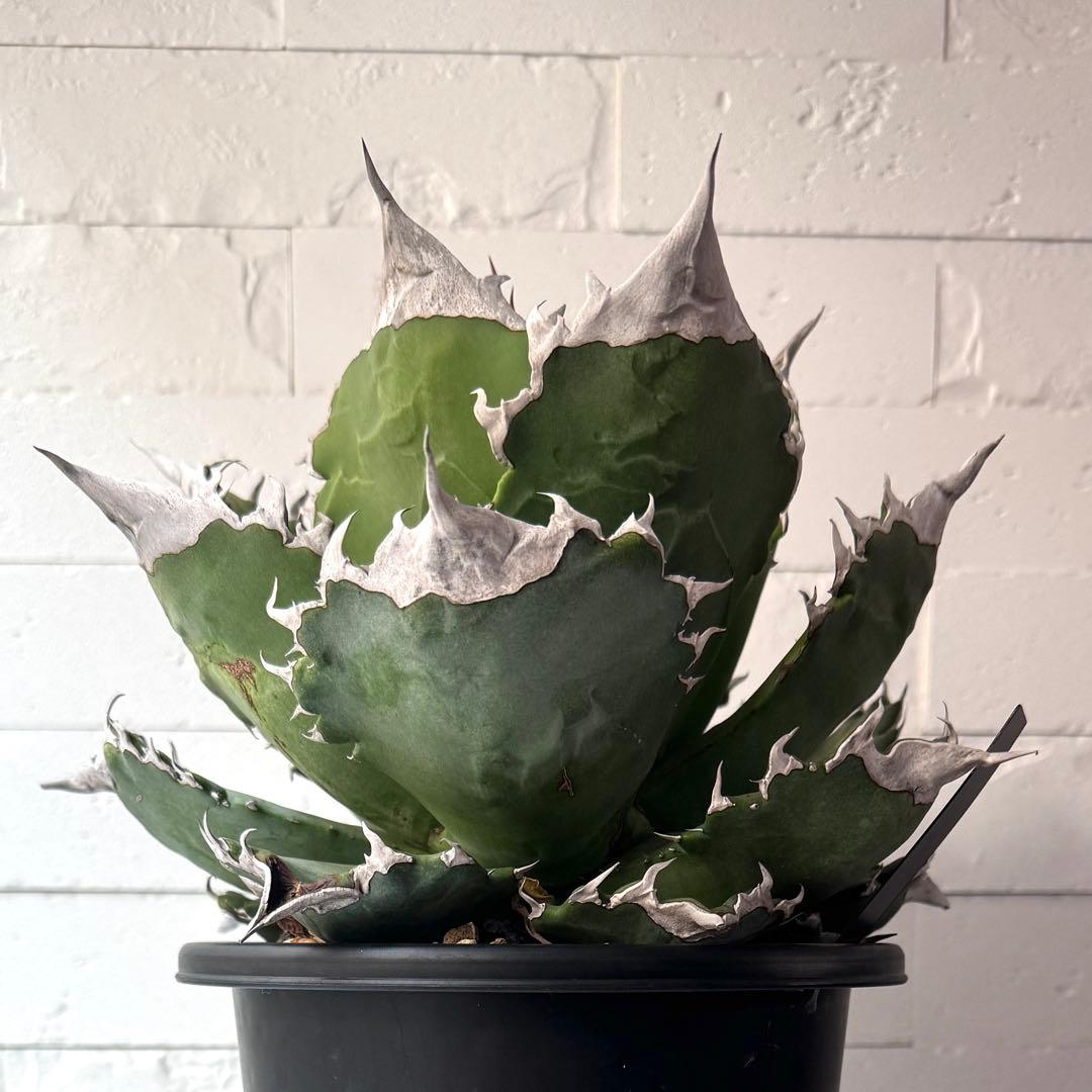 WF50 アガベ チタノタ ホワイトファイヤー 白火焔親株 ※鉢付き発送