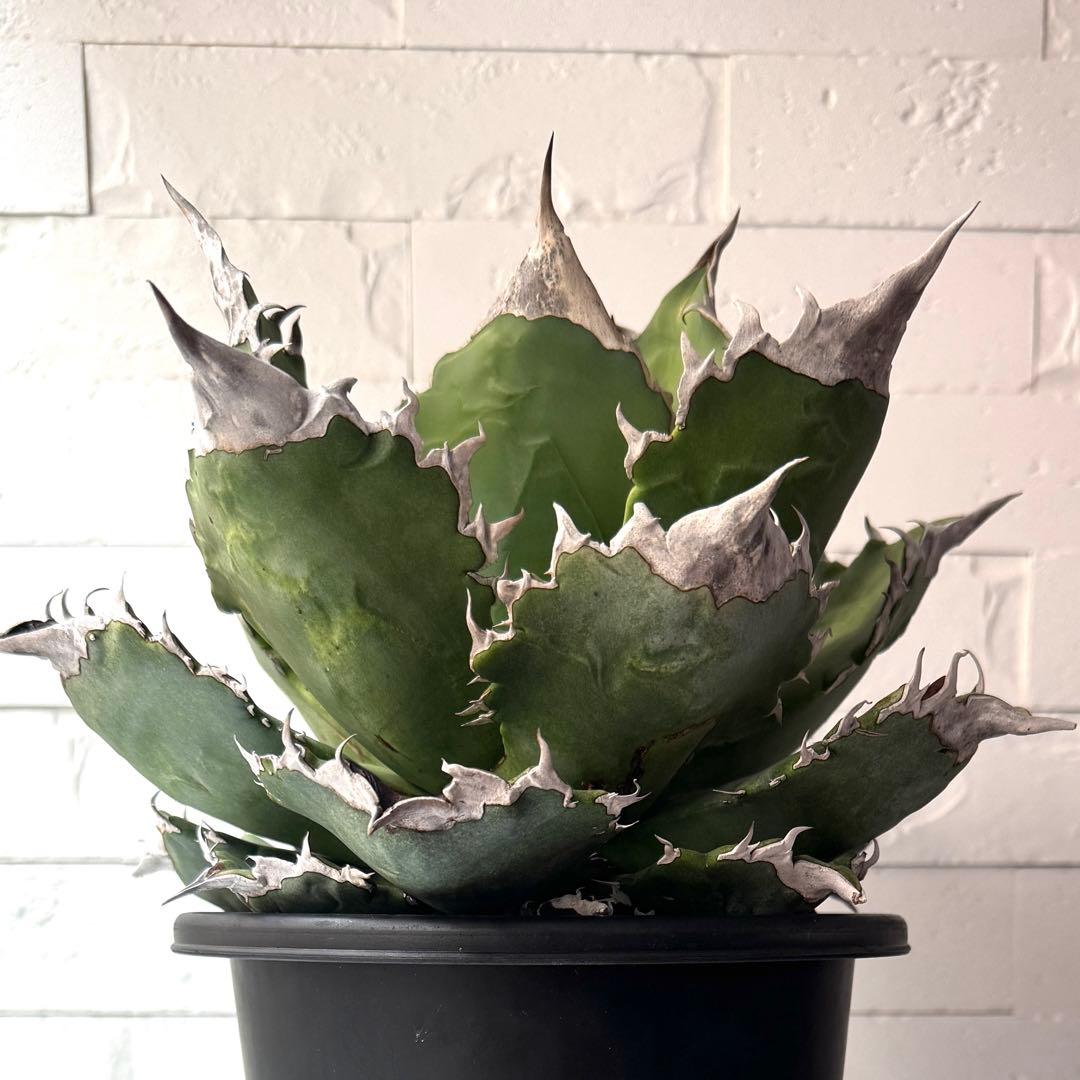 WF50 アガベ チタノタ ホワイトファイヤー 白火焔親株 ※鉢付き発送