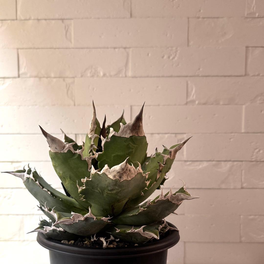 WF50 アガベ チタノタ ホワイトファイヤー 白火焔親株 ※鉢付き発送