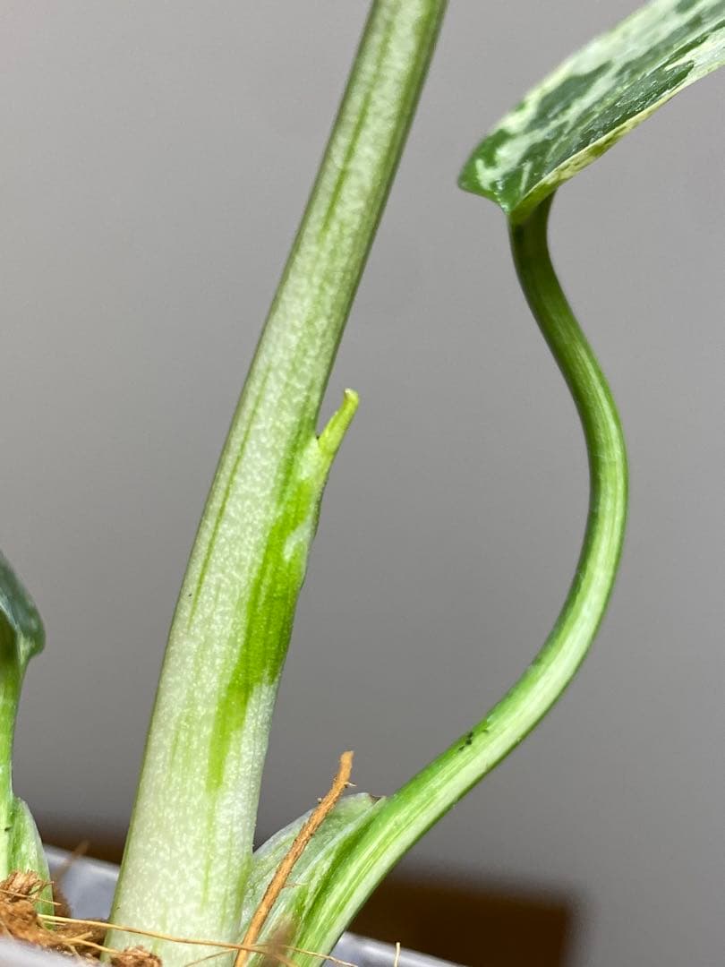 ご*ん様 【全葉斑入り‼️】モンステラ　デリシオーサ　バルバソー　フシギダネ/