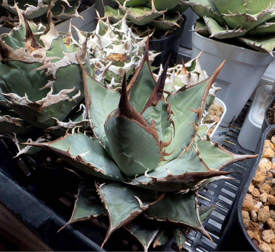 【選抜】アガベ オテロイ実生 検）チタノタ オアハカ