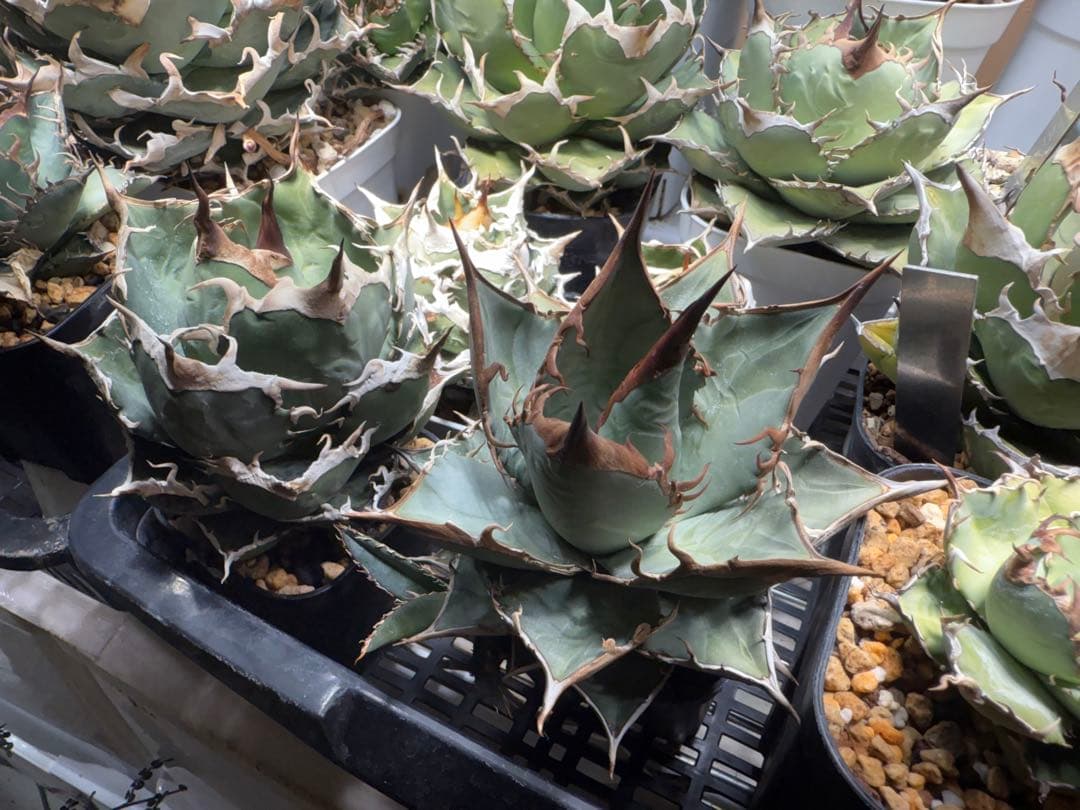 【選抜】アガベ オテロイ実生 検）チタノタ オアハカ