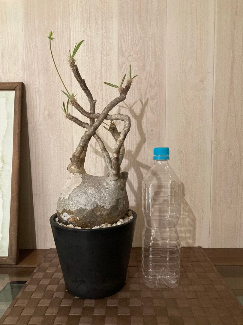 パキポディウム グラキリス　「細枝　コレクション株」