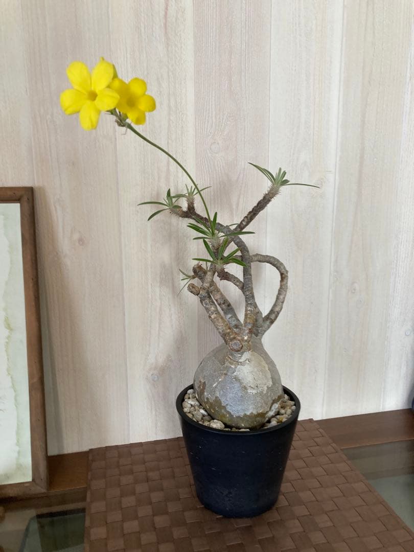 パキポディウム グラキリス　「細枝　コレクション株」