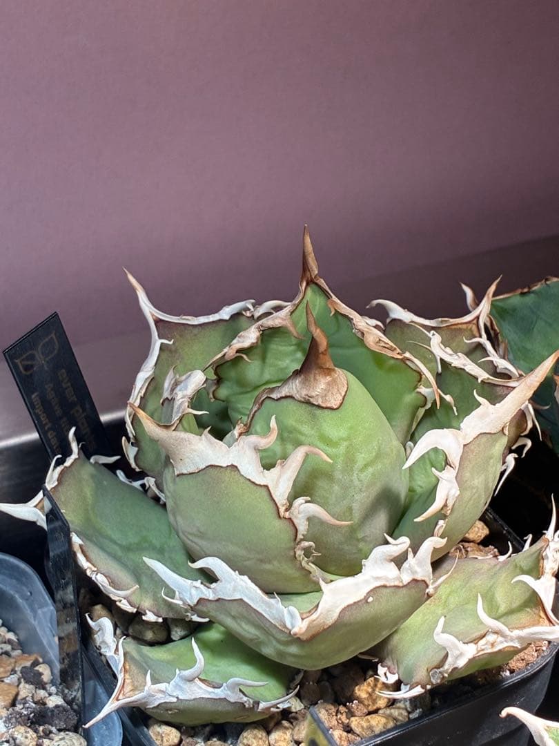 アガベ チタノタ　烈炎　親株　evar plants産