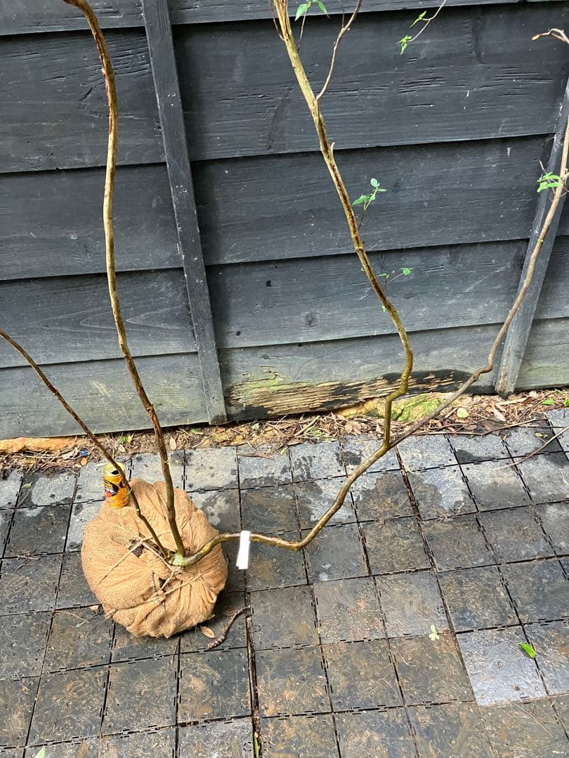 73 山採り　ミツバツツジ