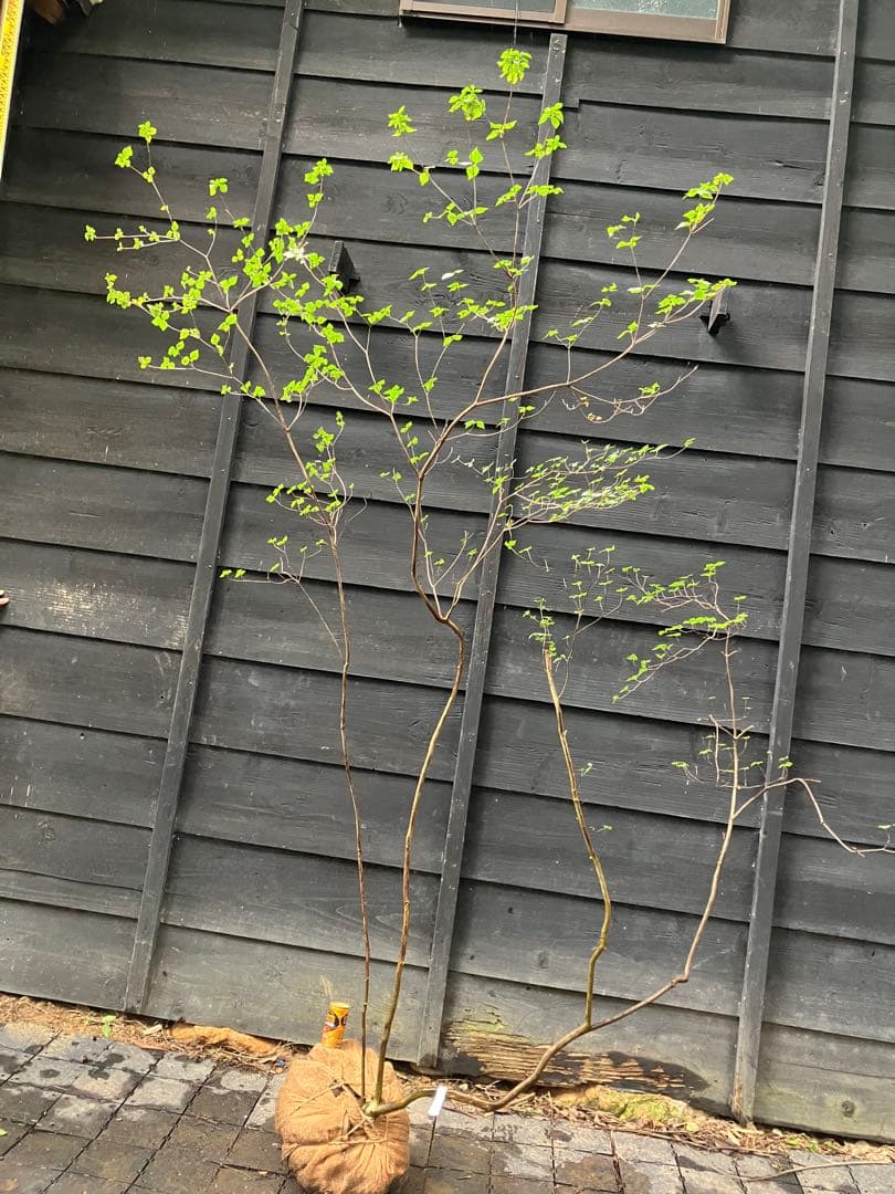 73 山採り　ミツバツツジ