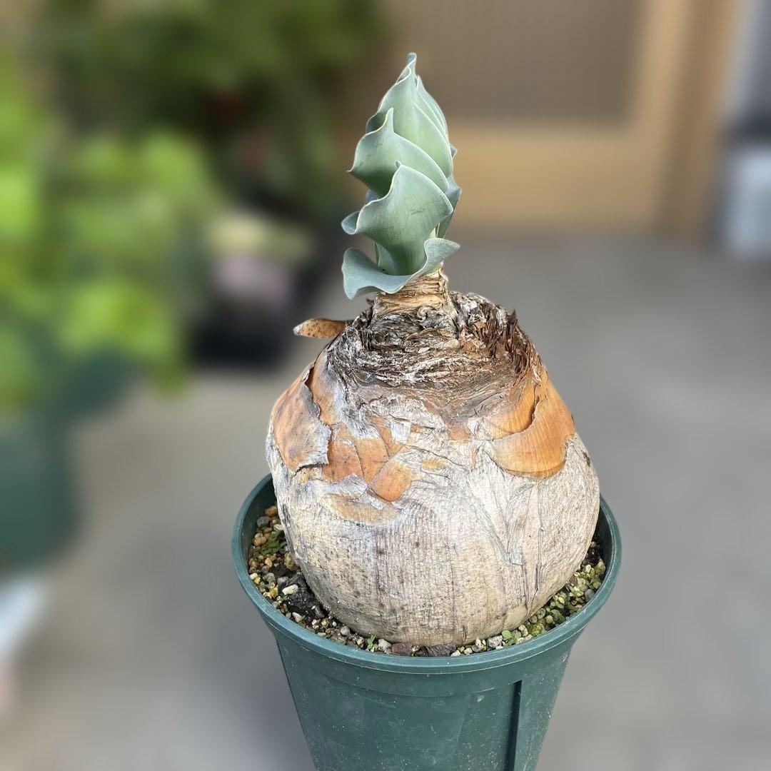 の*う様 ブーファン ハエマンソイデス