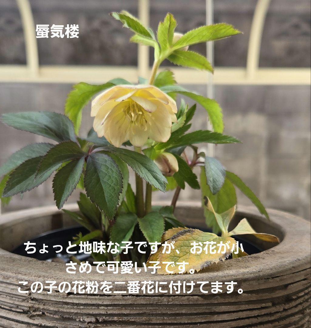 な*ず様 クリスマスロース株分け(大木ナーサリー　フジタ交配)