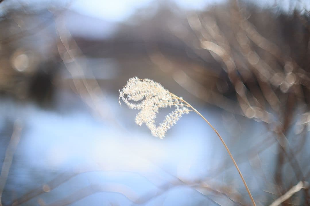 《希少》CANON FL 55mm F1.2 【光学美品】