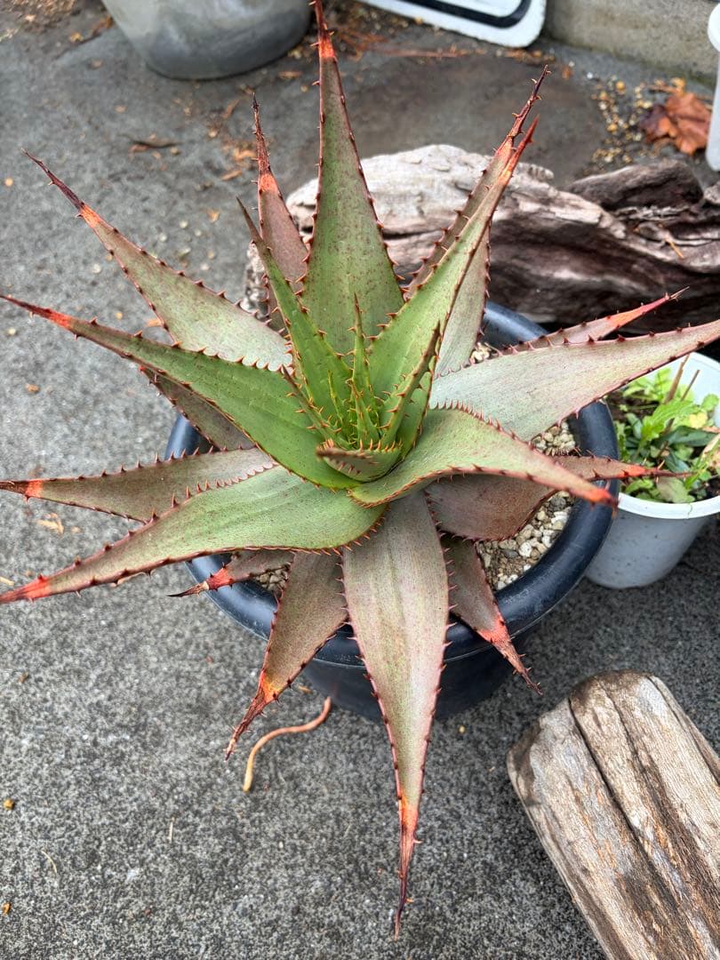 耐寒性アロエ　ブローミー　ブルーミー大株ドライガーデン　サボテン　アガベ ユッカ