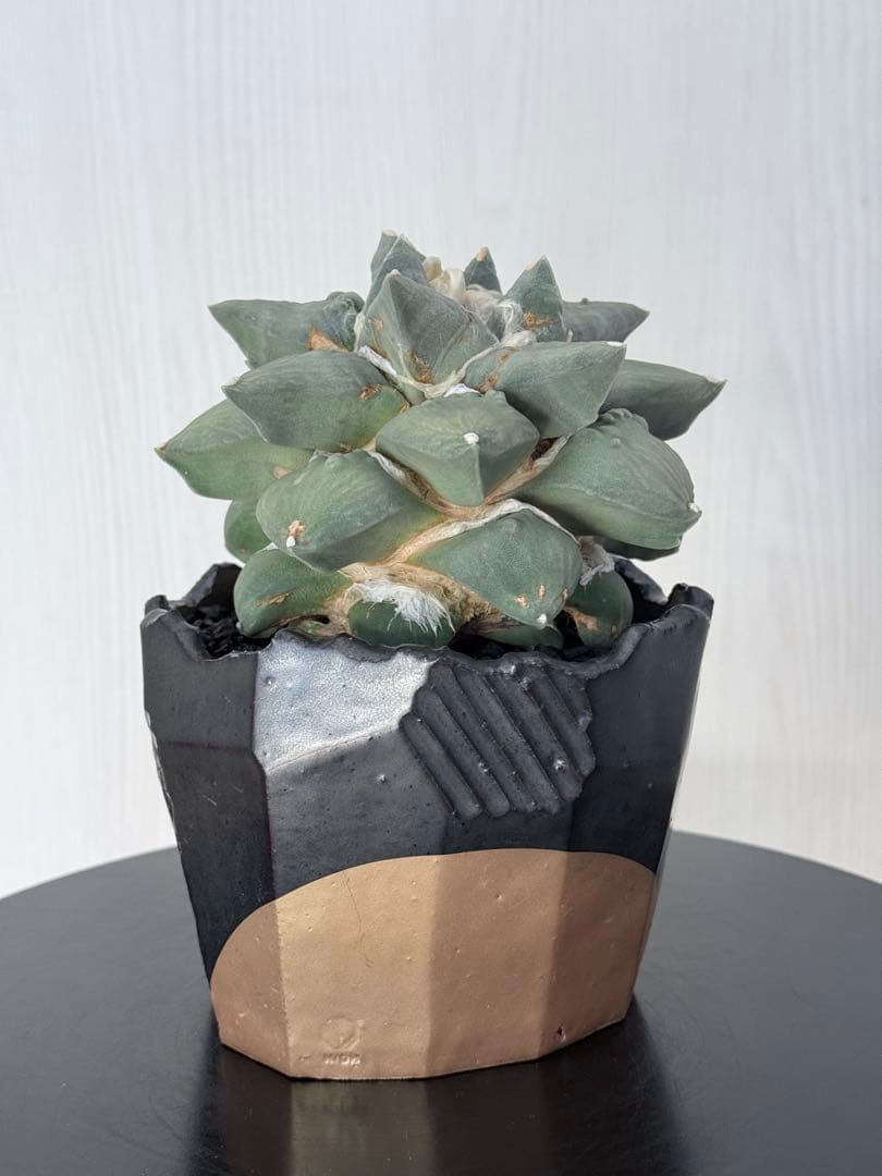 アリオカルプス花牡丹カリフラワー 台付き