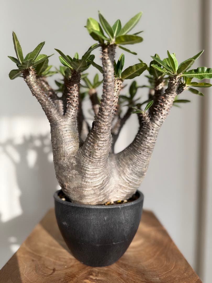 パキポディウム マカイエンセ 良型 大株 現地球 発根済み