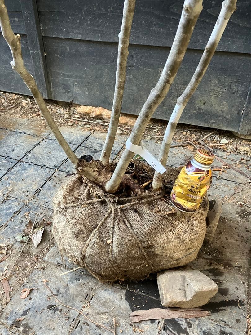 02 山採り　アオダモ