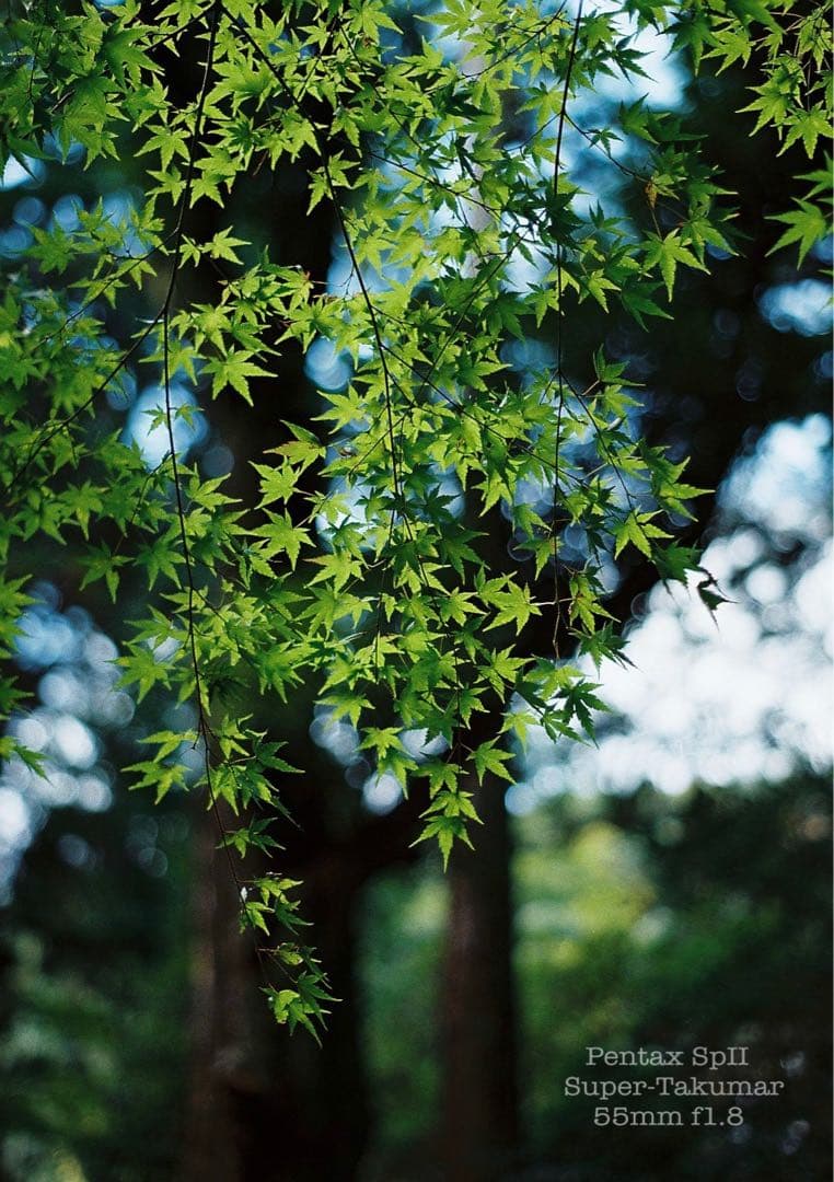 ★pentax sp Ⅱ +タクマー1.8★完動＊美品＊初期保証＊本革外装