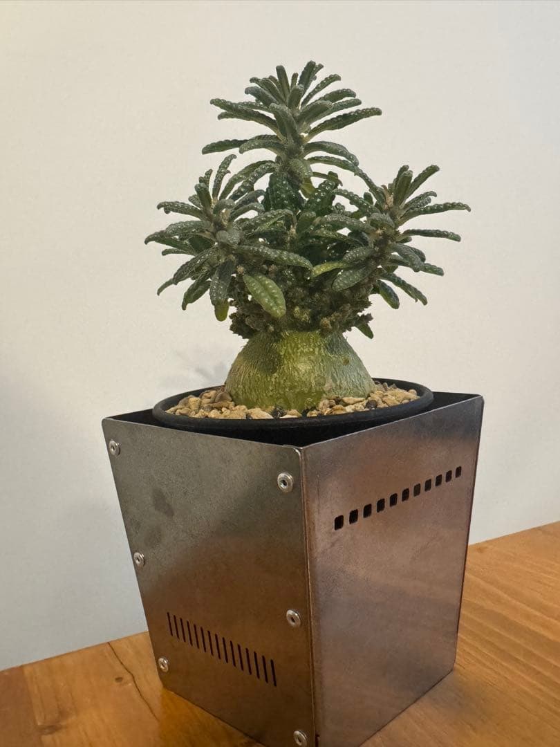 ドルステニアギガスブラータ