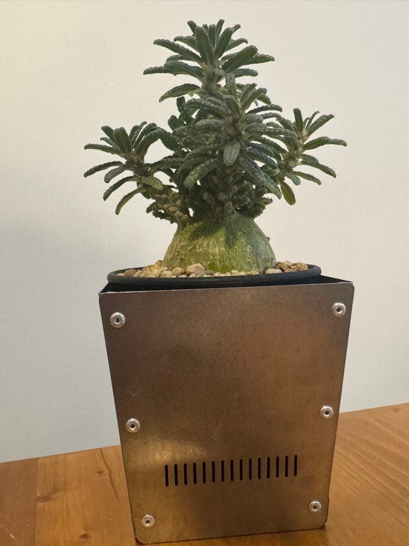 ドルステニアギガスブラータ