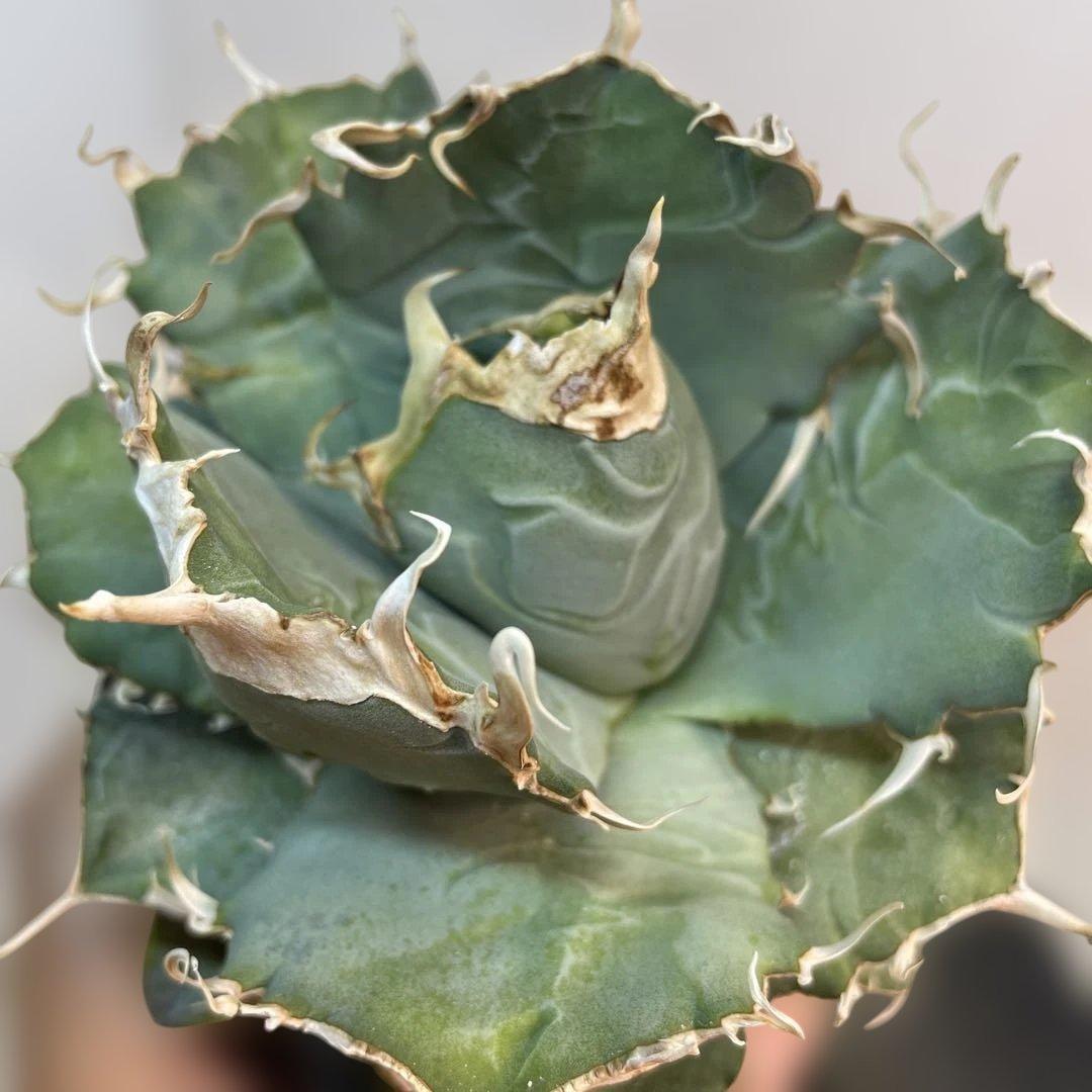 アガベ オテロイ　US由来　チタノタ　ブルー葉系 特選オテロイ