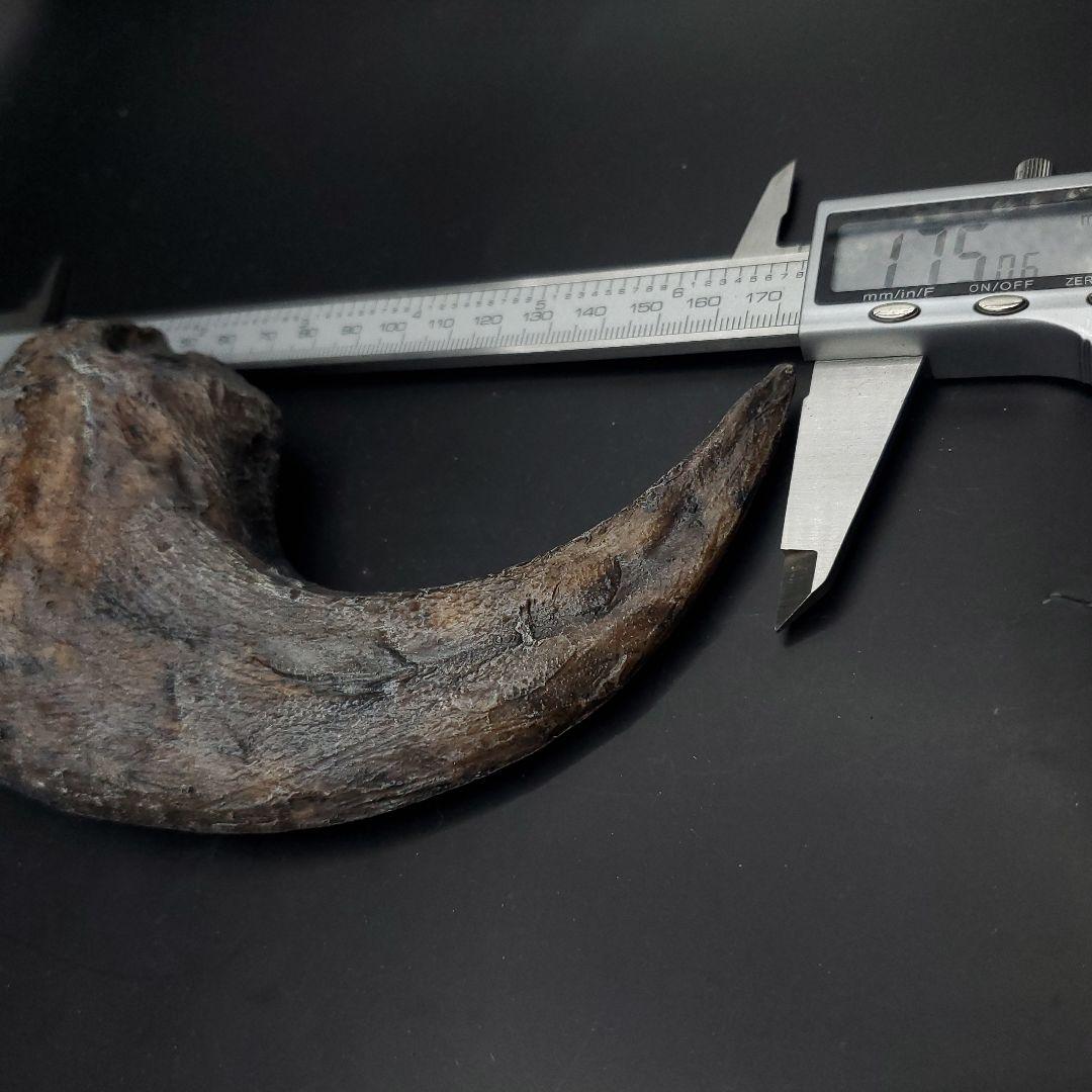 アロサウルス 爪 化石 レプリカ 約175,06mm  arr13