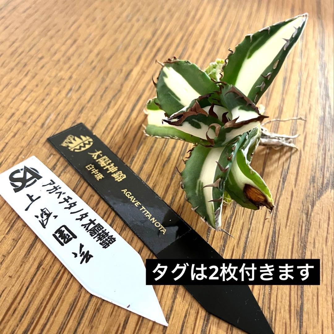 t*4様 【初売りオークション】93 選抜　強棘　アガベ　太陽神錦　白中斑　TC