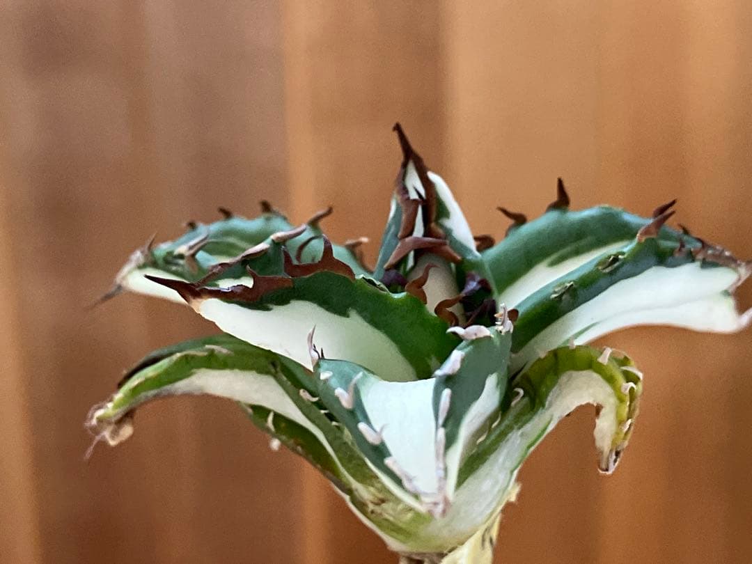 t*4様 【初売りオークション】93 選抜　強棘　アガベ　太陽神錦　白中斑　TC