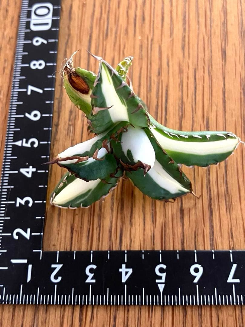 t*4様 【初売りオークション】93 選抜　強棘　アガベ　太陽神錦　白中斑　TC