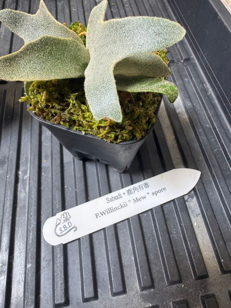 willinckii mew spore オリジナルタグ付
