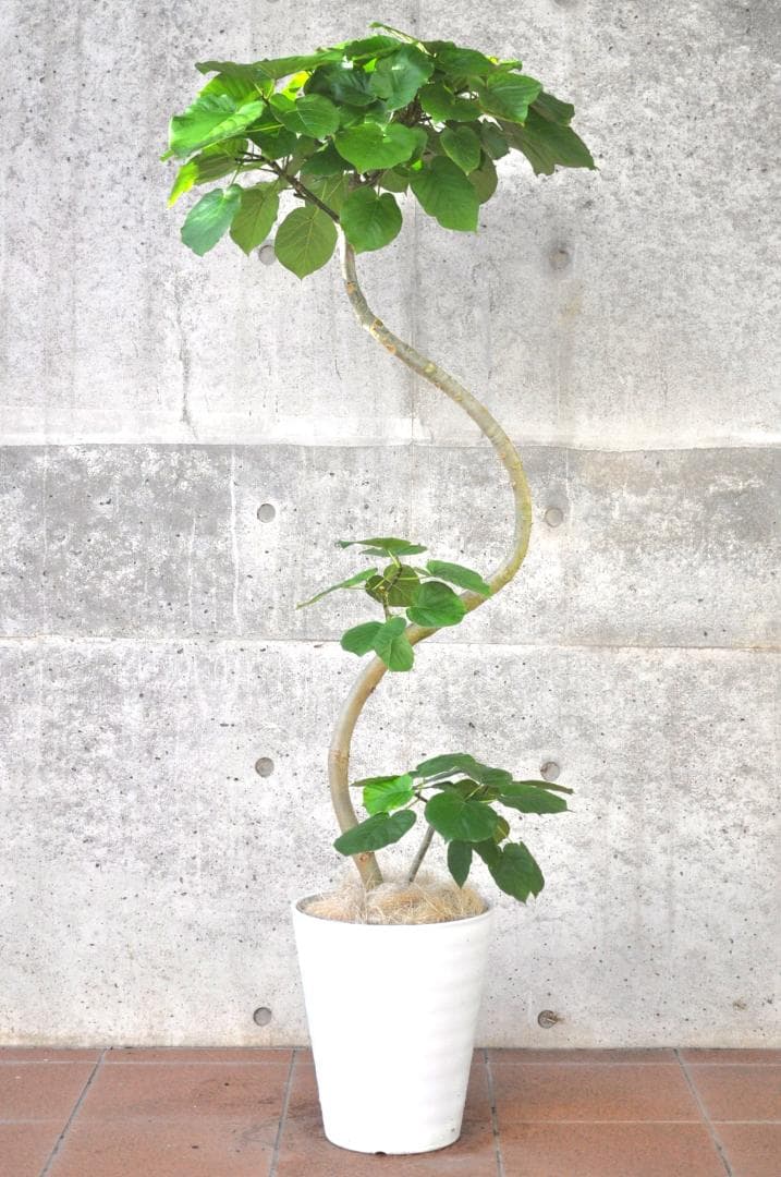 フィカス ウンベラータ 10号150cm S-shaped tree form
