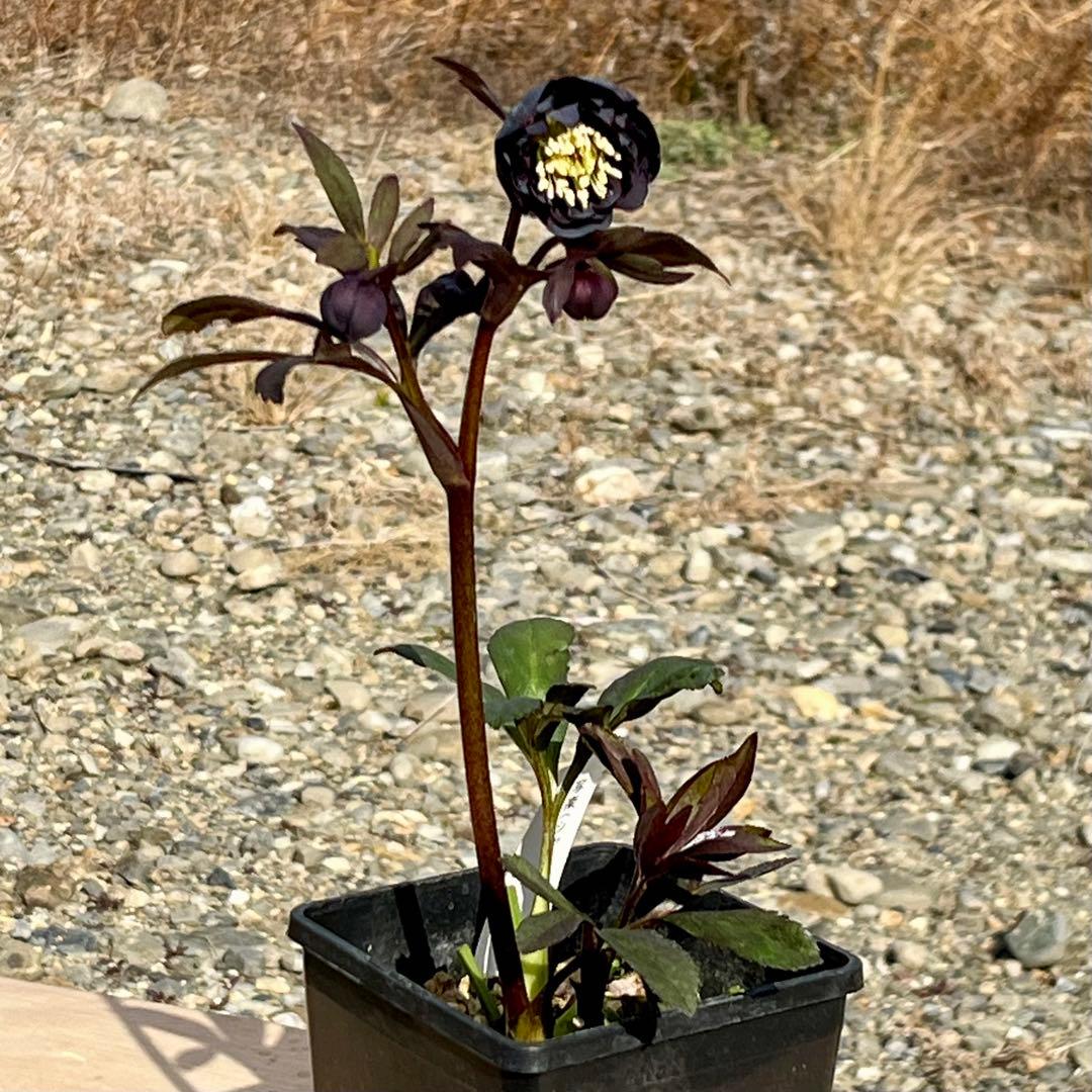 ノアロ　ポット発送☘️限定1株未株分☘️3047【新芽いっぱい⭐️超極上⭐️写楽】