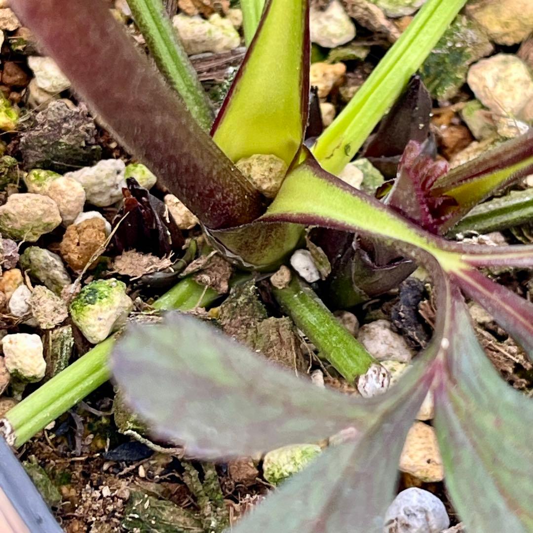 ノアロ　ポット発送☘️限定1株未株分☘️3047【新芽いっぱい⭐️超極上⭐️写楽】