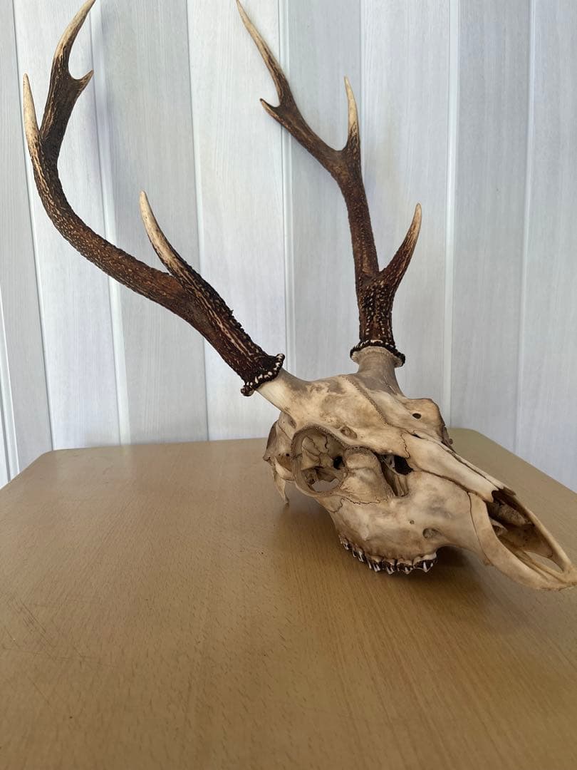 天然日本鹿 角 ハンティングトロフィー