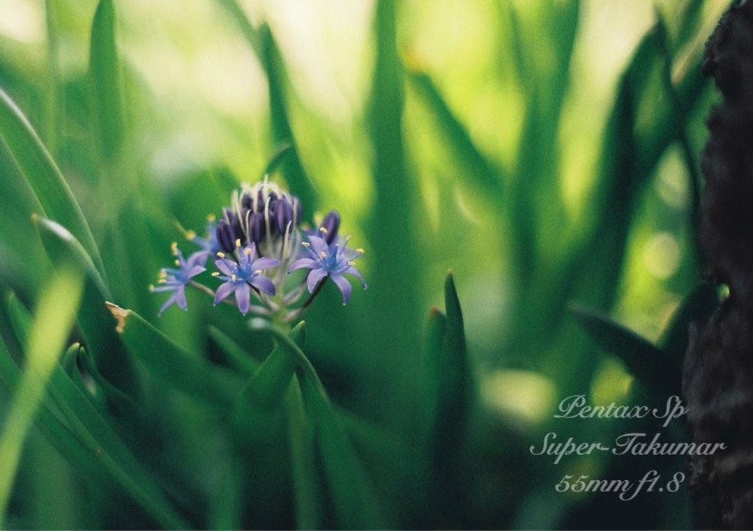 ★完動品＊初期保証付！pentax sp★作例多数★フィルム入門に！