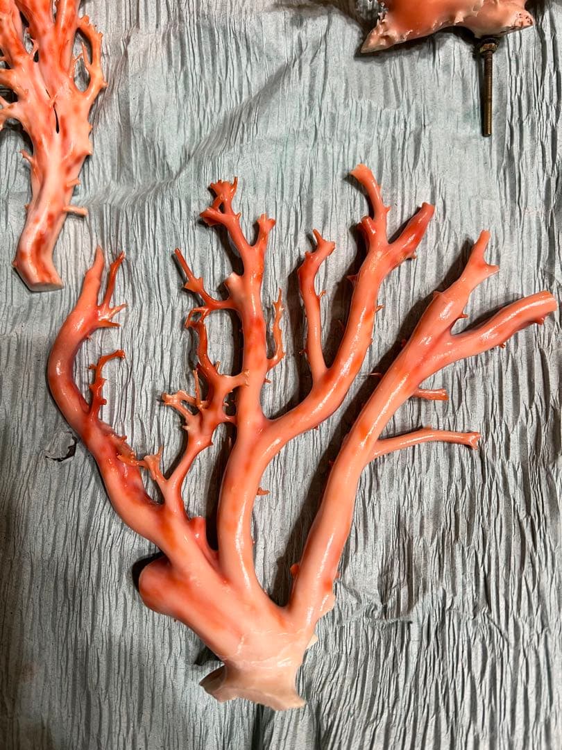 ピンク珊瑚　高知県産　2つ