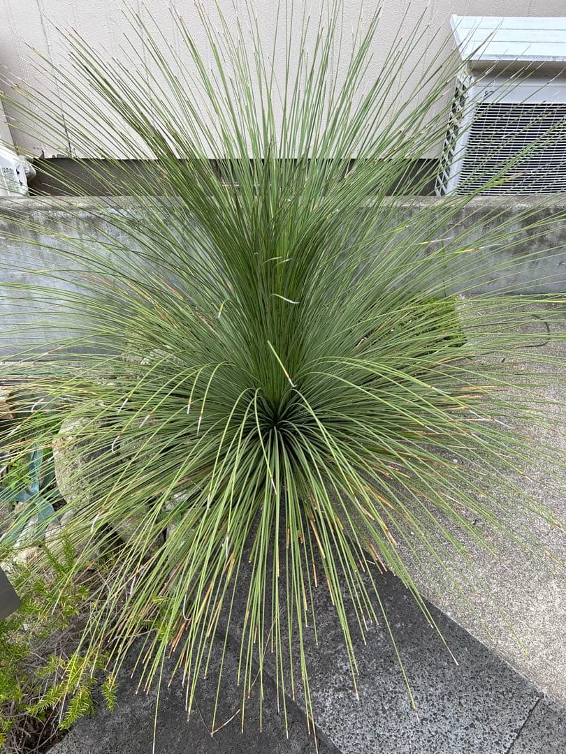 ダシリリオンロンギシマム 極太 引き取り限定　ドライガーデン　アガベ　ユッカ