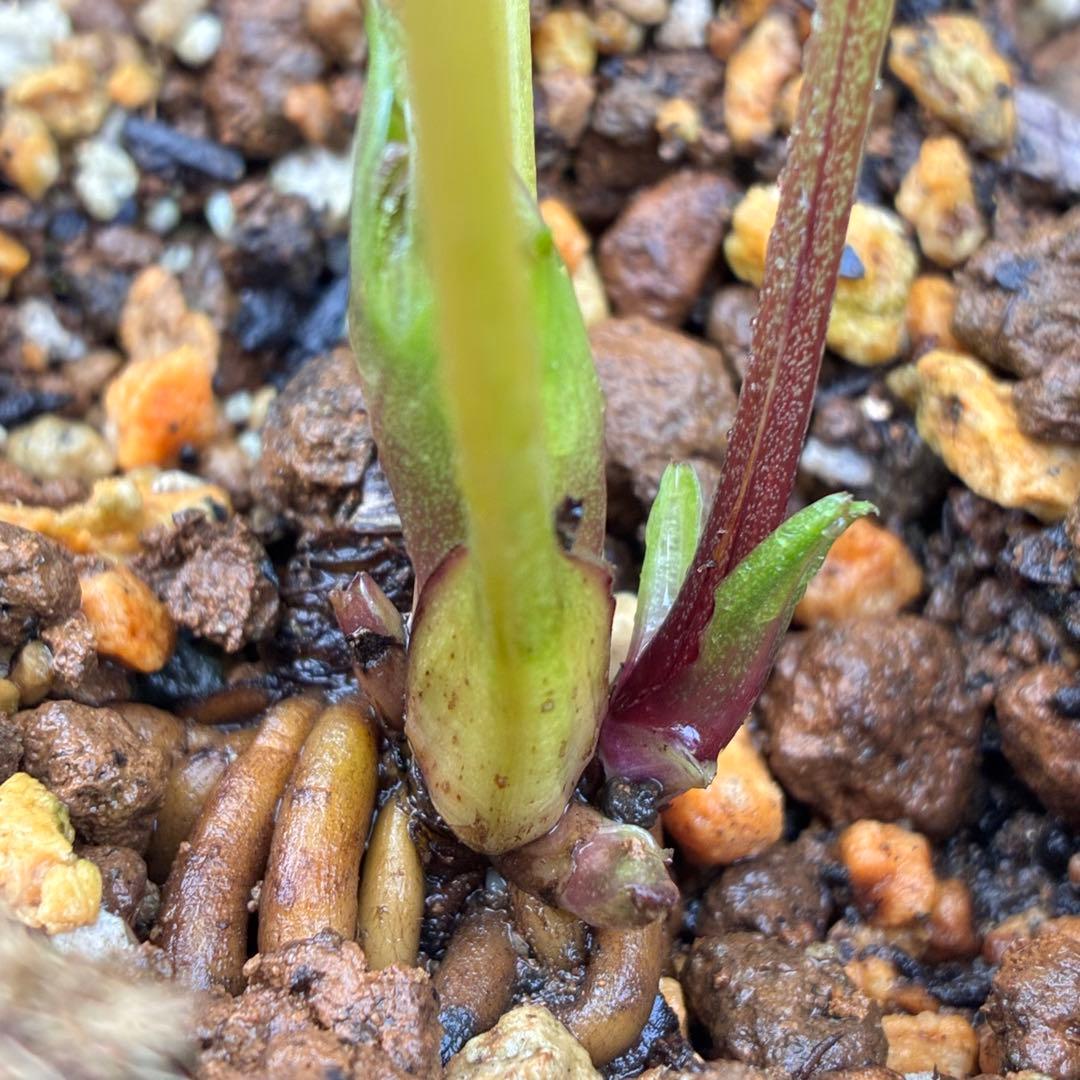 の*ん様 ☘️蕾付き☘️3333⭐️超小輪⭐️ダークピコ⭐️コンパクト⭐️トルカ