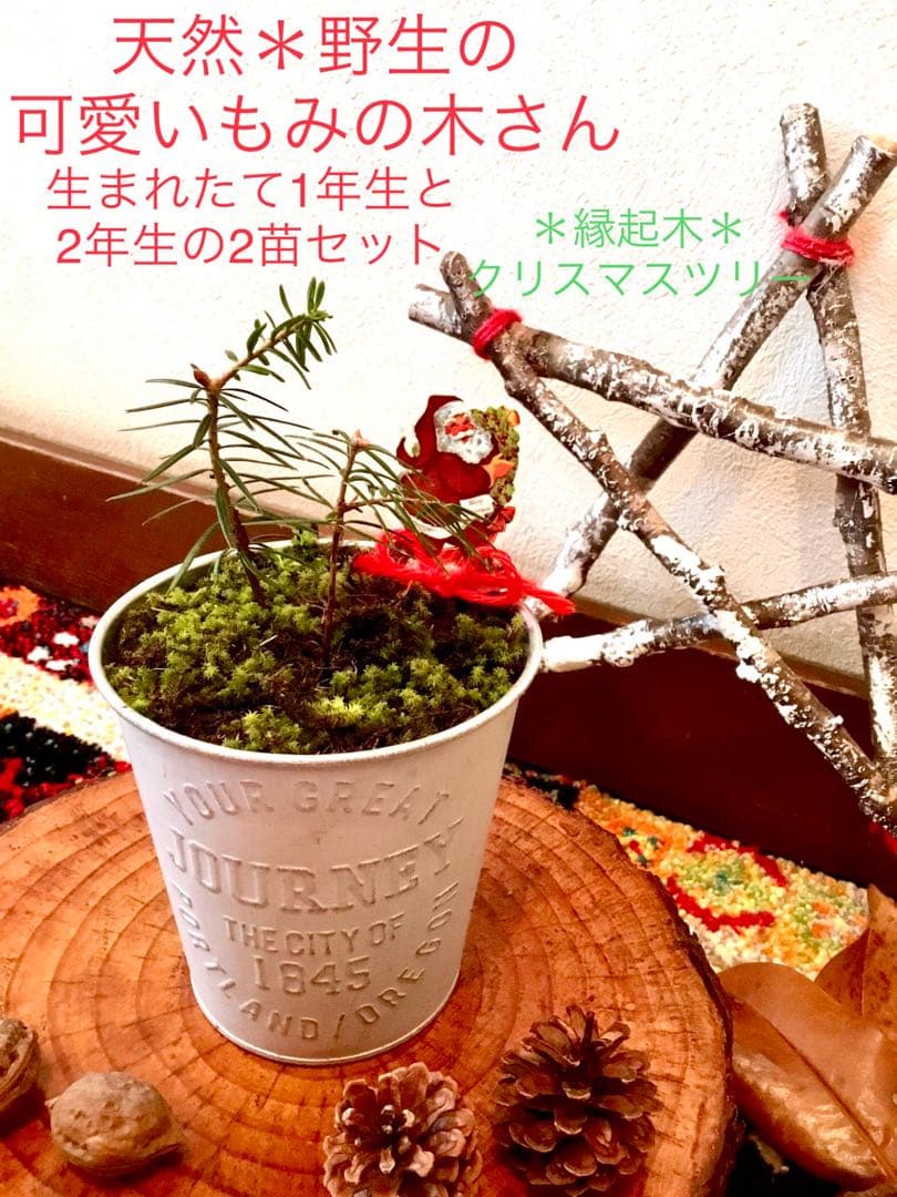 完売　縁起木＊魔除け【今春2年生と3年生になりました！天然＊野生のもみの木さん】