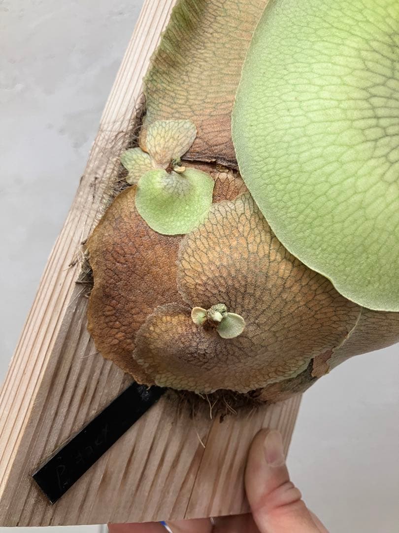 ビカクシダ　キヨヒメ　トキントキン　清姫　kiyohime 子株