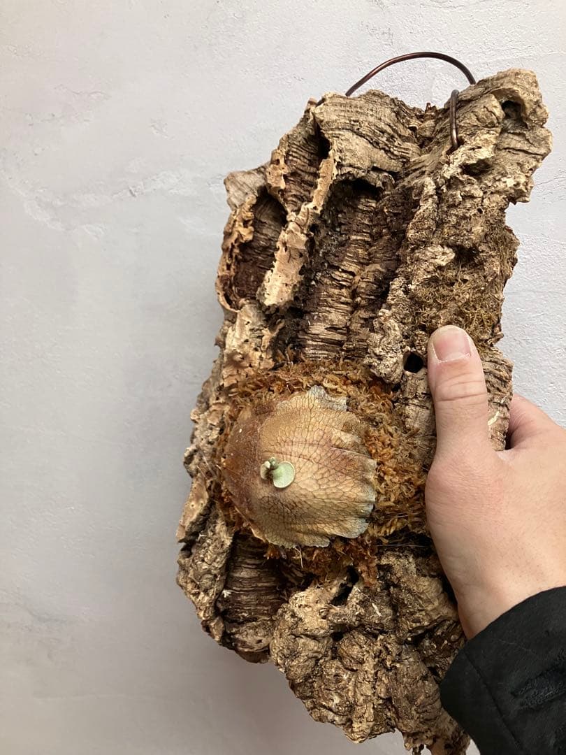 ビカクシダ　キヨヒメ　トキントキン　清姫　kiyohime 子株