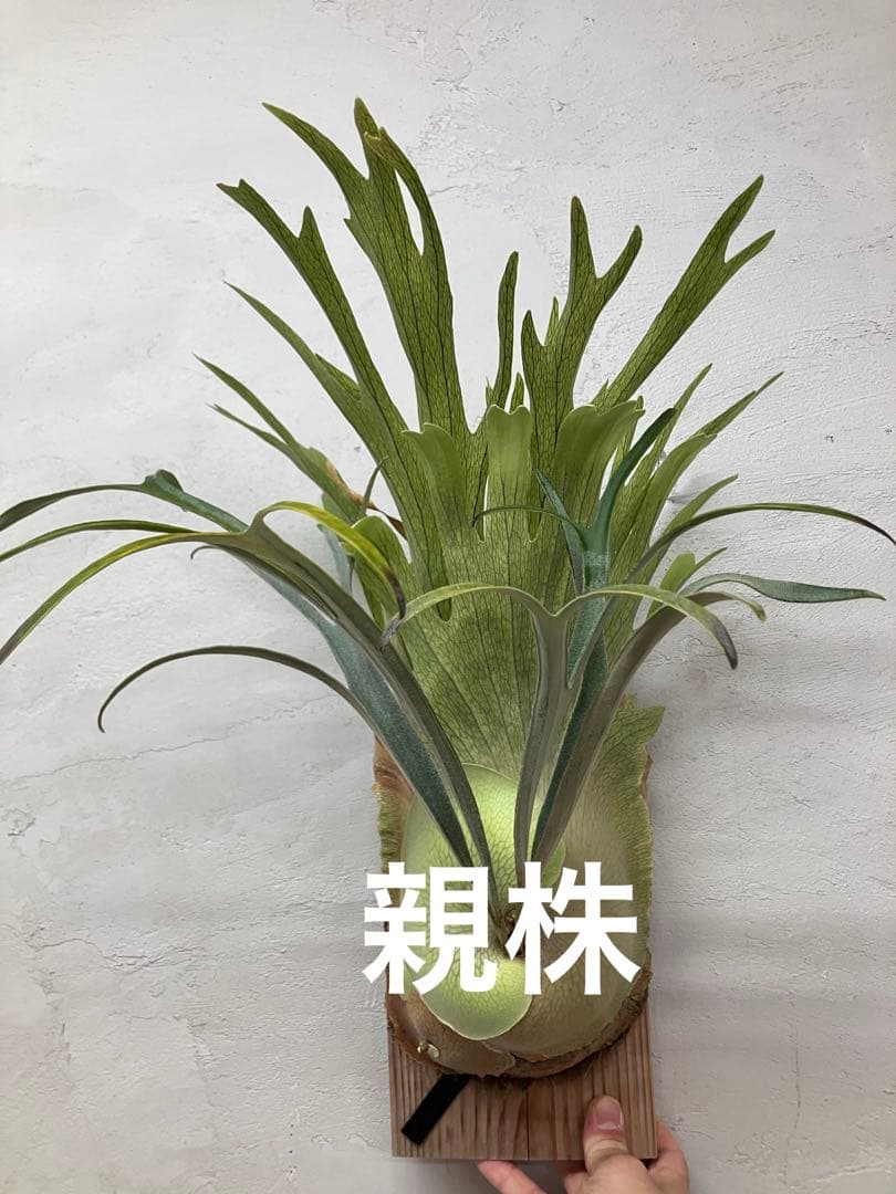 ビカクシダ　キヨヒメ　トキントキン　清姫　kiyohime 子株