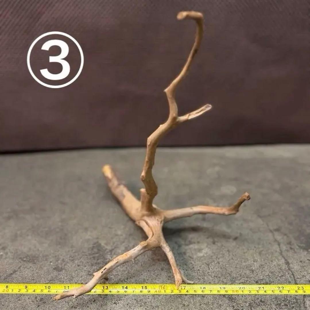 ブランチウッド アクアリウム＆テラリウム流木5本組SET(オマケ流木3本付き)