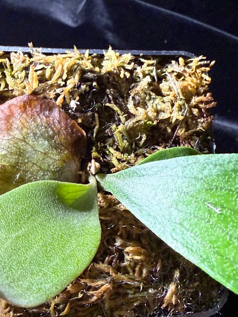 【byトンクラさん】P.Bangpung 子株　タイ輸入株